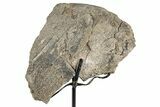 Fossil Sauropod Limb Section with Metal Stand - Colorado #335511-2